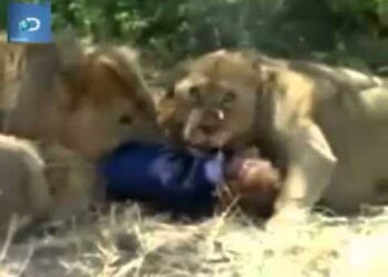 HORROR!!! Lions Consume Owner …wife watches helplessly