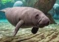WHO WROTE 'TRUMP' ON THE BACK OF A SEA COW?