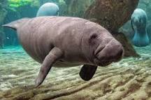 WHO WROTE 'TRUMP' ON THE BACK OF A SEA COW?
