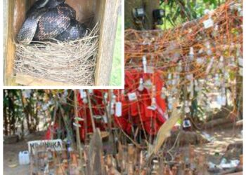 NDLEA Discovers Drug Storehouse Guarded By Snake Posing As Shrine