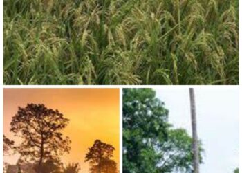 Ogun Arranges Rice Farmers Into Clusters To Boost Yield …Over 80 schools benefit from agricultural education - Image 1