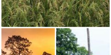 Ogun Arranges Rice Farmers Into Clusters To Boost Yield …Over 80 schools benefit from agricultural education - Image 1