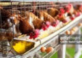 Poultry Production: Ogun upgrades, acquires 1.3m birds processing facility - Image 1