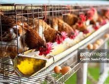 Poultry Production: Ogun upgrades, acquires 1.3m birds processing facility - Image 1