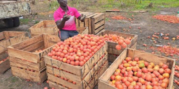 Govt takes initiative to reduce post-harvest losses - Image 1