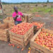 Govt takes initiative to reduce post-harvest losses - Image 1