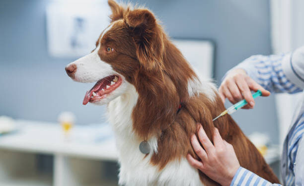 Free Anti-Rabies Vaccination For Dogs In Yewa South LG