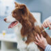 Free Anti-Rabies Vaccination For Dogs In Yewa South LG