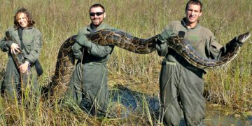 Python becomes first known snake to receive electrochemotherapy, now cancer free